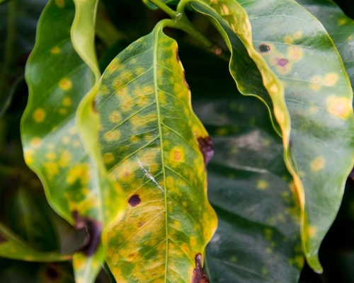 Kahve Neden Bu Kadar Pahalılaştı? 